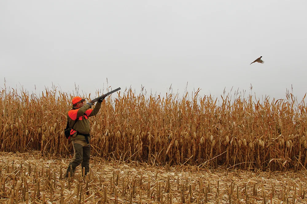 pheasant hunting field 2.webp.webp